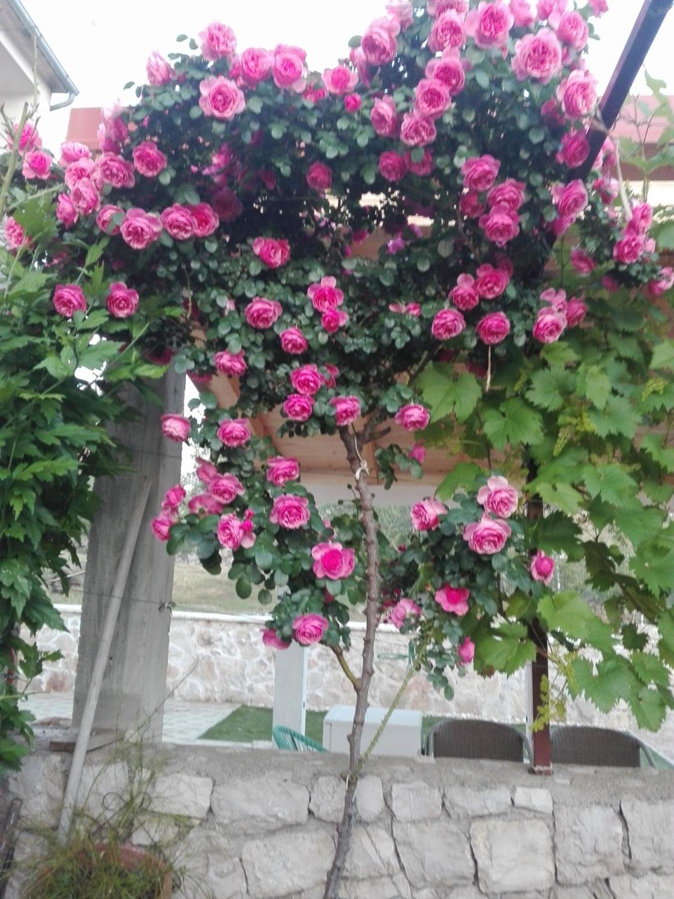 Dalmati House Hotel Brodarica  Bagian luar foto